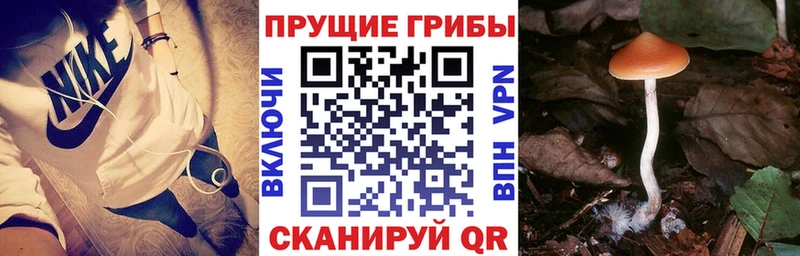 Купить где  Фролово  Галлюциногенные грибы Psilocybine cubensis 